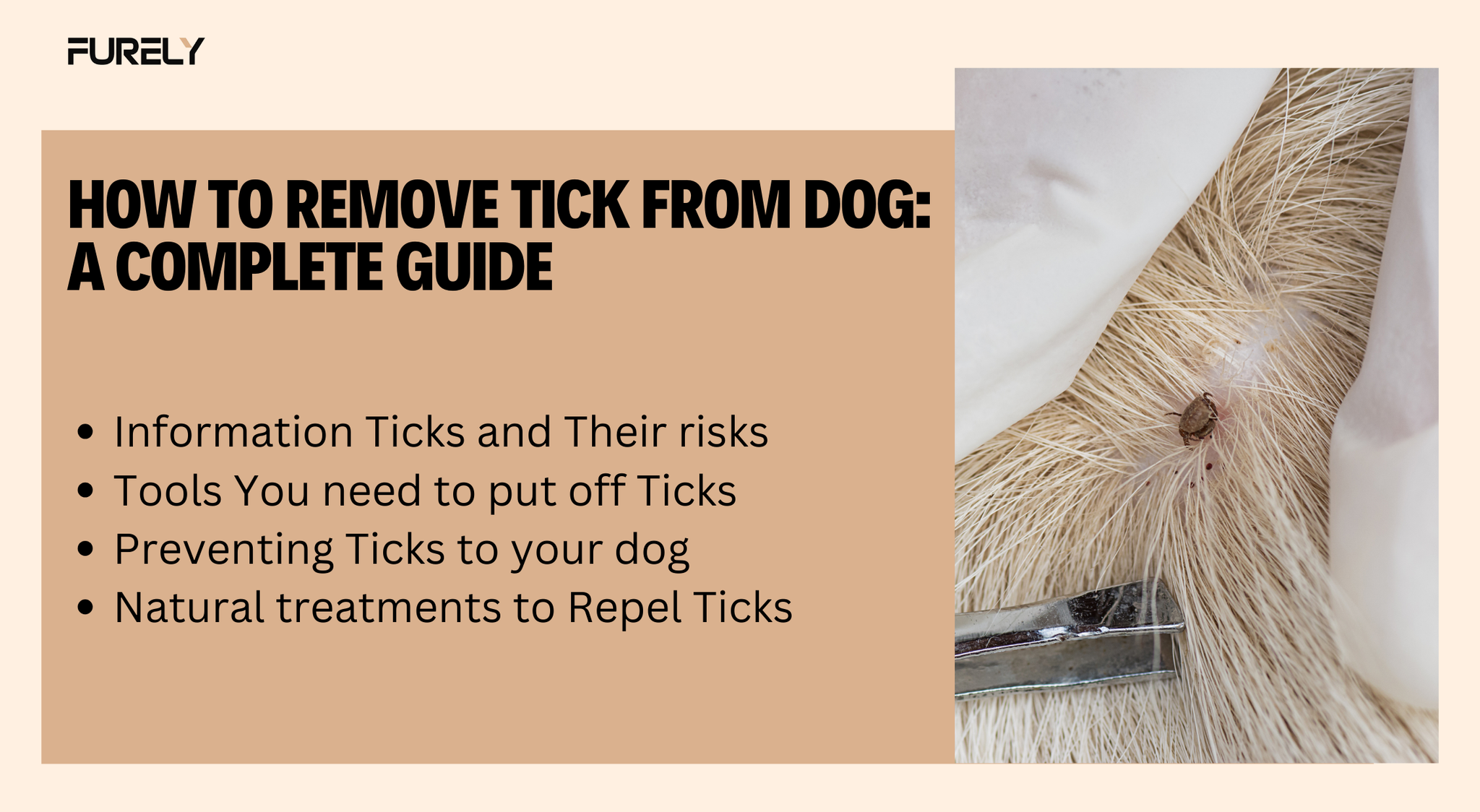 How to Remove Tick from Dog: A Complete Guide