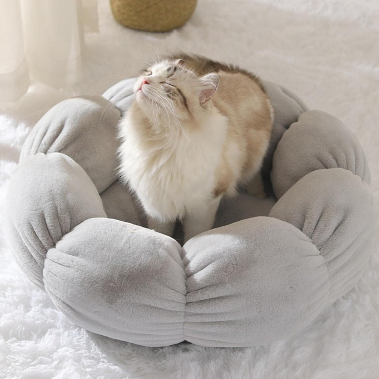 Kitten Bed