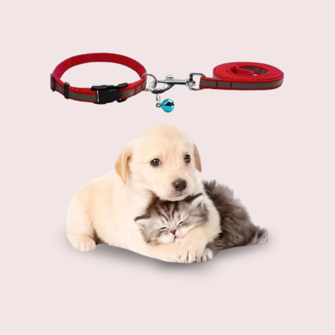 Dog Leash