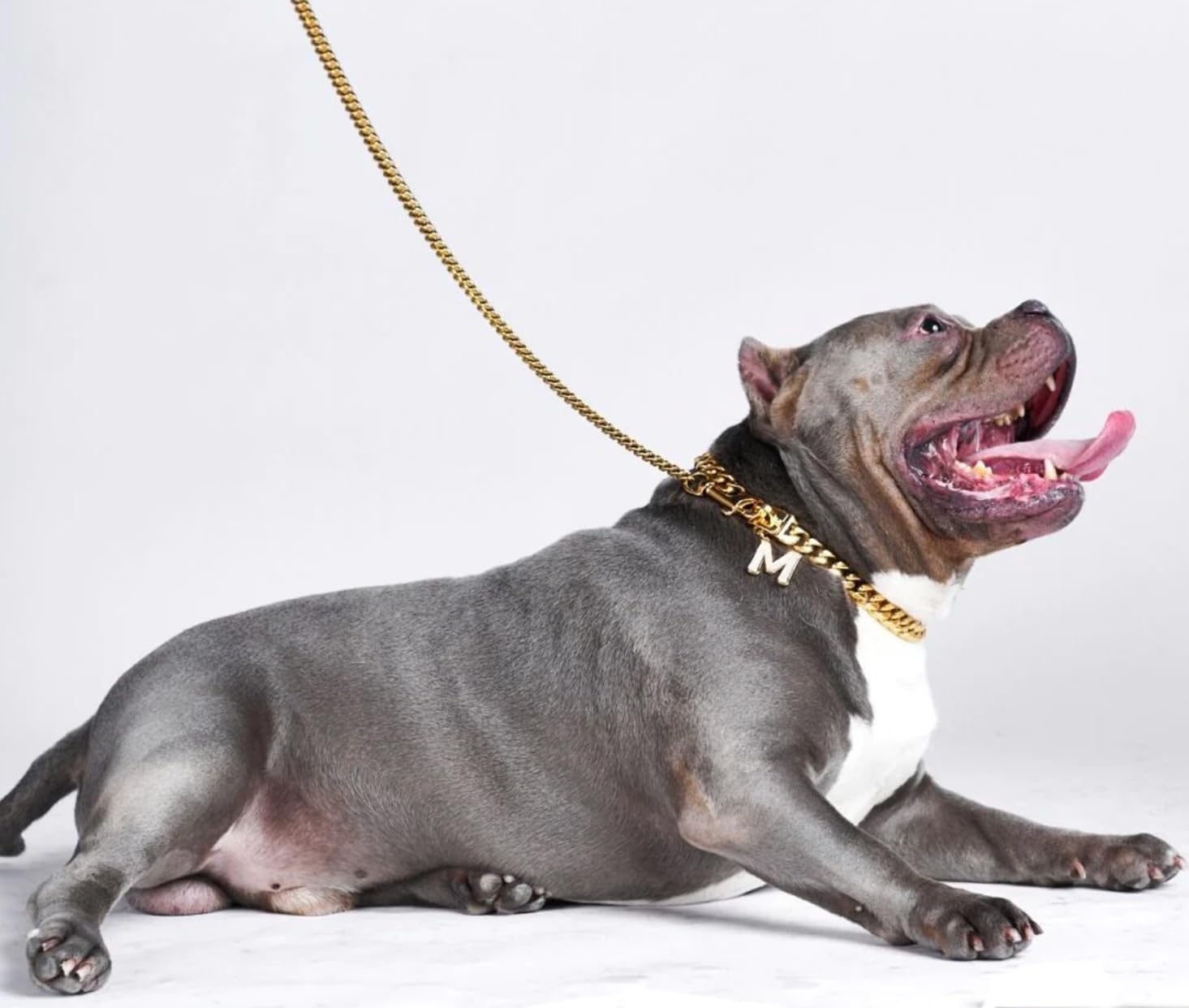 Gold Chain For A Dog